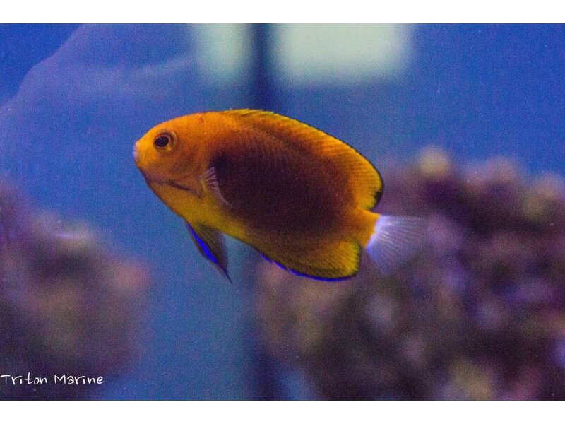 Fisher's Angelfish (Centropyge fisheri)