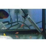 Red Spotted Goby (Trimma rubromaculatus) G