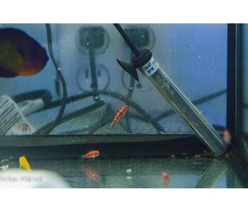 Red Spotted Goby (Trimma rubromaculatus) G