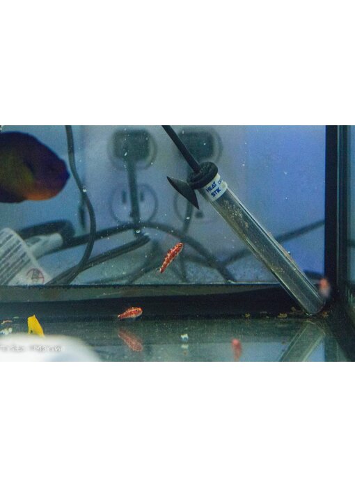 Red Spotted Goby (Trimma rubromaculatus) G