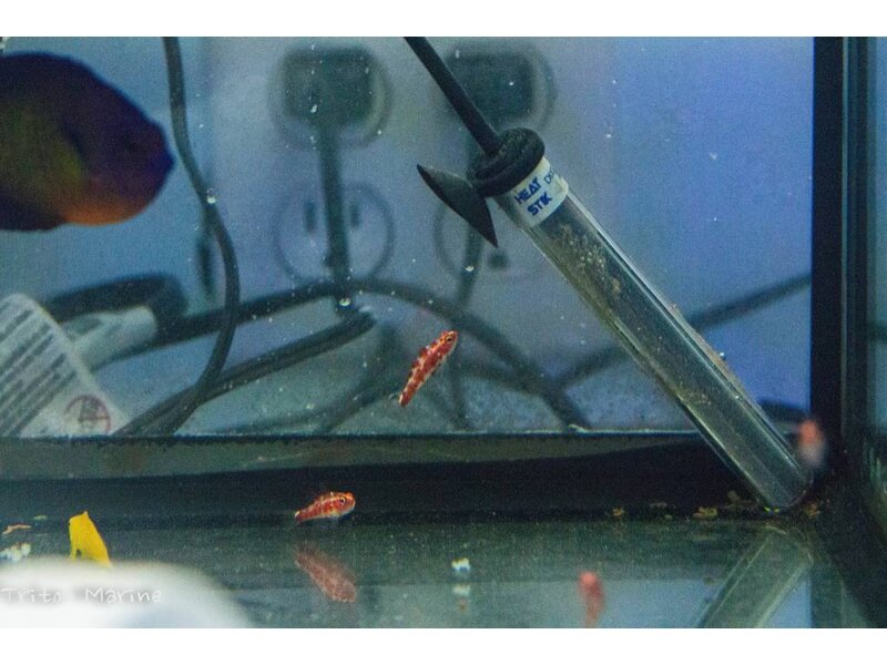 Red Spotted Goby (Trimma rubromaculatus) G