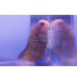 Golden Sailfin Blenny Fiji (Atrosalarias fuscus)