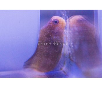 Golden Sailfin Blenny Fiji (Atrosalarias fuscus)