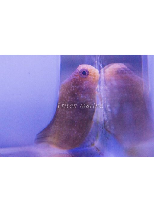 Golden Sailfin Blenny Fiji (Atrosalarias fuscus)