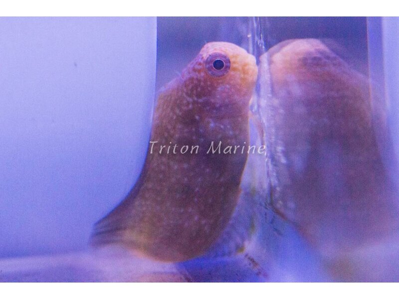 Golden Sailfin Blenny Fiji (Atrosalarias fuscus)