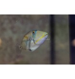 Humu Picasso Trigger (Rhinecanthus aculeatus) G