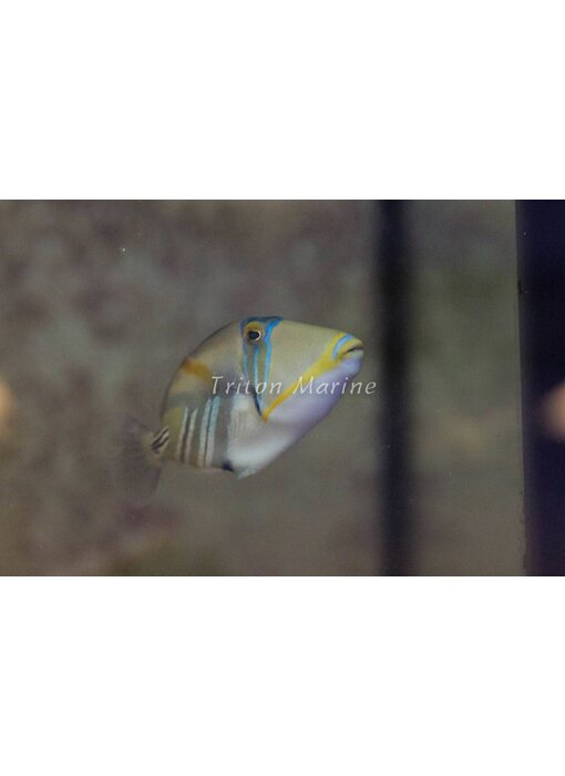 Humu Picasso Trigger (Rhinecanthus aculeatus) G