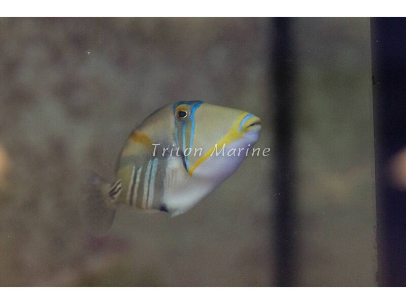 Humu Picasso Trigger (Rhinecanthus aculeatus) G