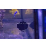 Black Nox Angelfish (Centropyge nox)