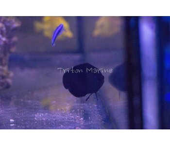 Black Nox Angelfish (Centropyge nox)