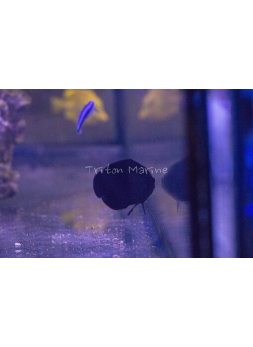 Black Nox Angelfish (Centropyge nox)