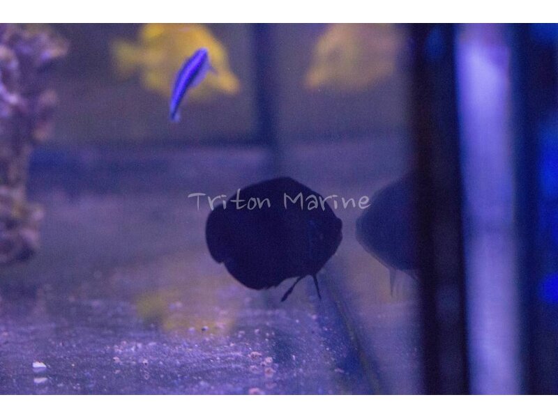 Black Nox Angelfish (Centropyge nox)