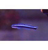 Neon Cleaner Goby (Elacatinus oceanops) Captive Bred