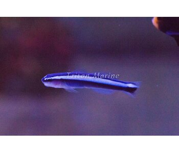Neon Cleaner Goby (Elacatinus oceanops) Captive Bred