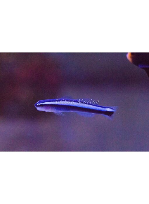 Neon Cleaner Goby (Elacatinus oceanops) Captive Bred