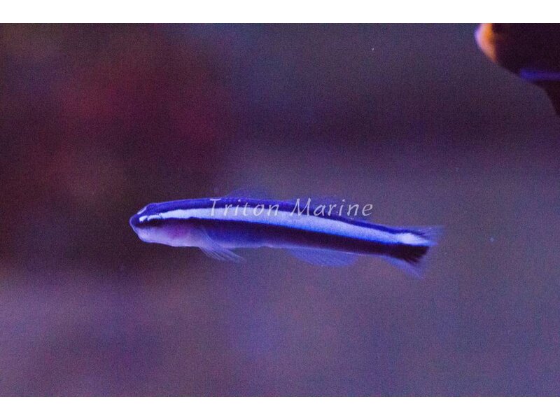 Neon Cleaner Goby (Elacatinus oceanops) Captive Bred