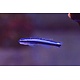 Neon Cleaner Goby (Elacatinus oceanops) Captive Bred