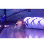 Scopas Tang (Zebrasoma scopas) G