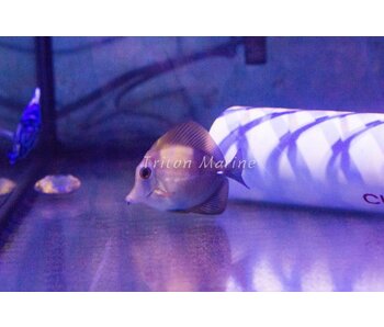 Scopas Tang (Zebrasoma scopas) G