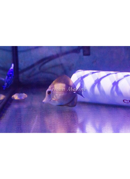 Scopas Tang (Zebrasoma scopas) G