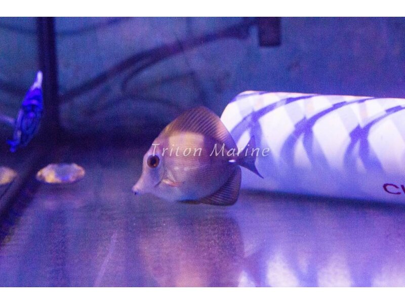 Scopas Tang (Zebrasoma scopas) G