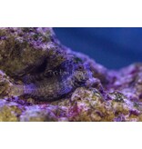 Lawnmower Blenny (Salarias fasciatus)