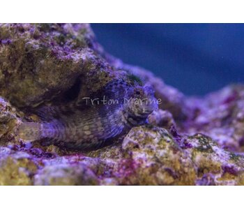 Lawnmower Blenny (Salarias fasciatus)