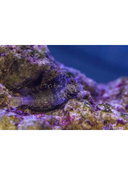 Lawnmower Blenny (Salarias fasciatus)