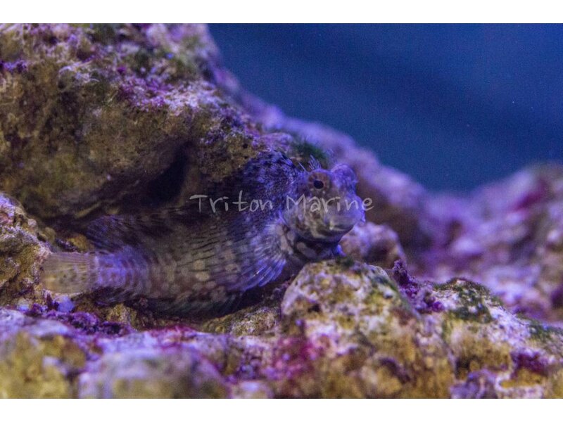Lawnmower Blenny (Salarias fasciatus)