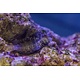 Lawnmower Blenny (Salarias fasciatus)
