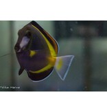 Powder Brown Tang (Acanthurus japonicus) G