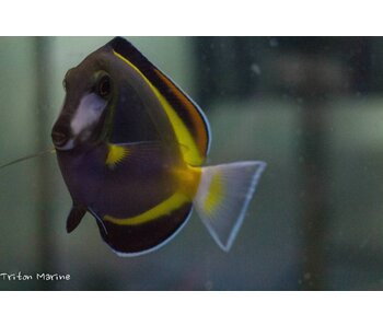 Powder Brown Tang (Acanthurus japonicus) G