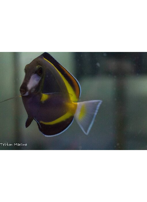 Powder Brown Tang (Acanthurus japonicus) G