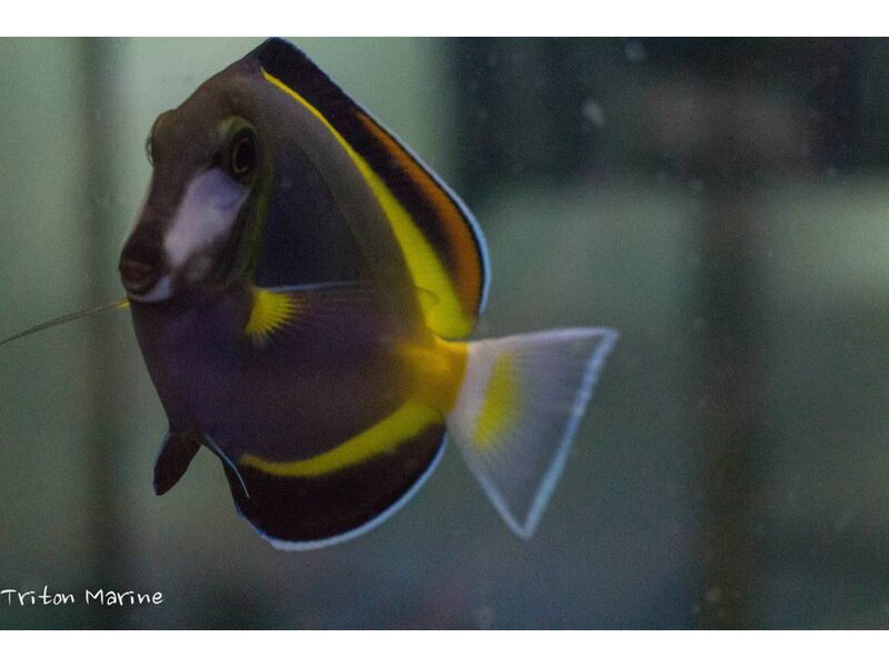 Powder Brown Tang (Acanthurus japonicus) G