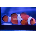 Ocellaris Clowns (Amphiprion ocellaris) Captive Bred G