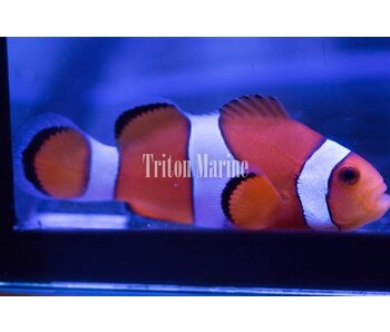 Ocellaris Clowns (Amphiprion ocellaris) Captive Bred G