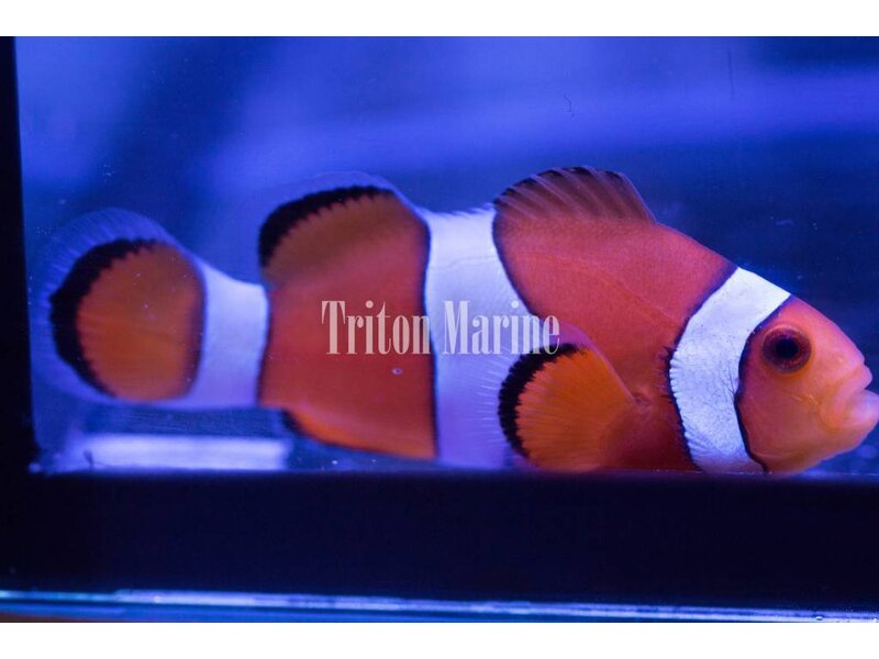 Ocellaris Clowns (Amphiprion ocellaris) Captive Bred G