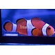 Ocellaris Clowns (Amphiprion ocellaris) Captive Bred G