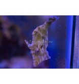 Matted Filefish (Acreichthys tomentosus)