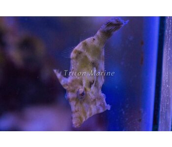 Matted Filefish (Acreichthys tomentosus)