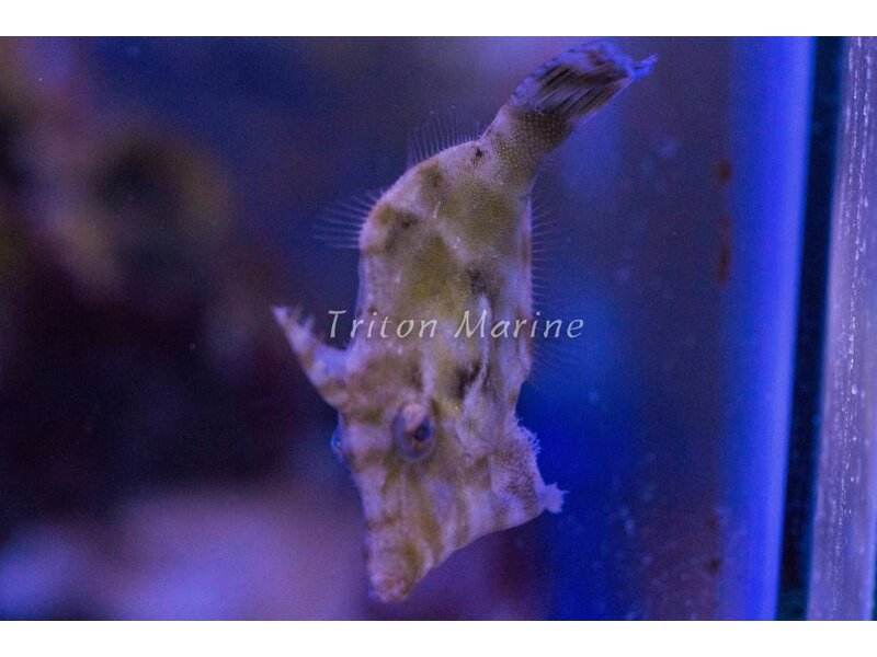 Matted Filefish (Acreichthys tomentosus)