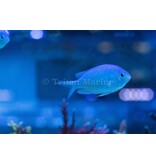 Blue/Green Chromis (Chromis viridis)