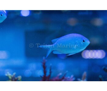 Blue/Green Chromis (Chromis viridis)