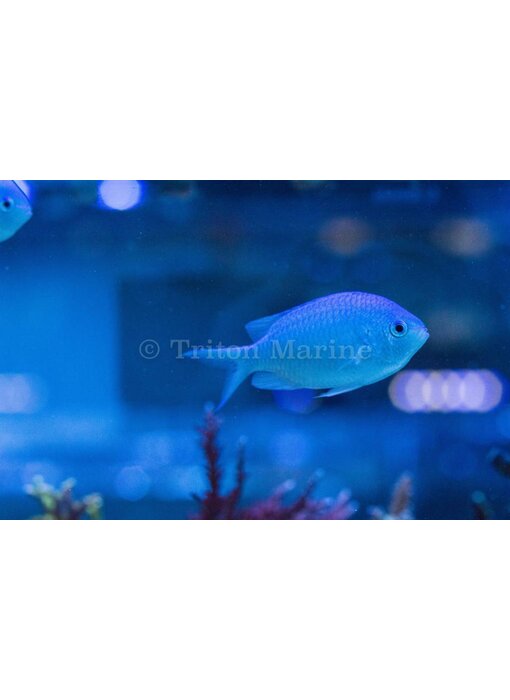 Blue/Green Chromis (Chromis viridis)