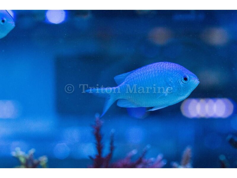 Blue/Green Chromis (Chromis viridis)