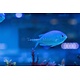 Blue/Green Chromis (Chromis viridis)