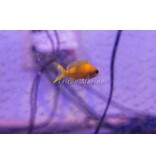 Squareback Anthias (Pseudanthias pleurotaenia) Female