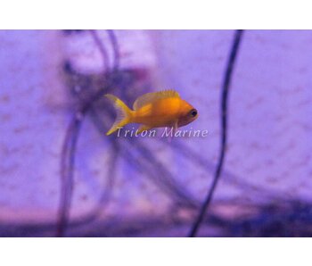 Squareback Anthias (Pseudanthias pleurotaenia) Female