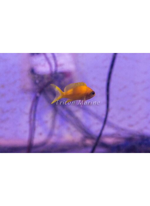 Squareback Anthias (Pseudanthias pleurotaenia) Female