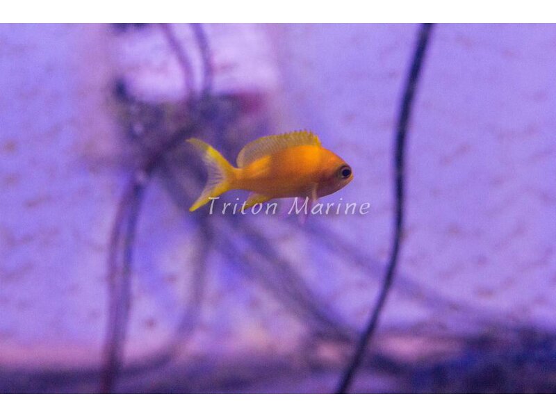 Squareback Anthias (Pseudanthias pleurotaenia) Female